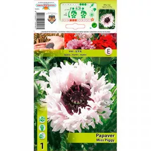 Mak záhradný (Papaver) Miss Piggy Ruffles