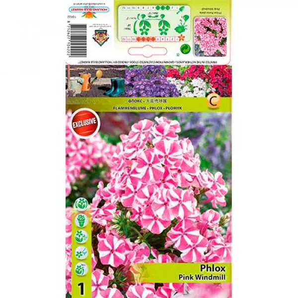 Floxy Pink Windmil Floxy Pink Windmil