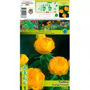 Žltohlav európsky (Trollius) Orange Princess