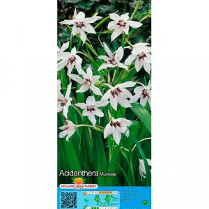 Hviezdicovité gladioly (Acidanthera Murielae)