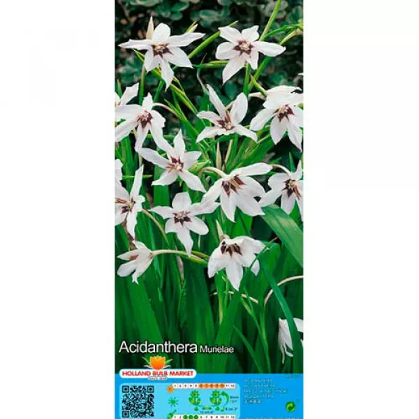 Hviezdicovité gladioly (Acidanthera Murielae)