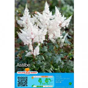 Biela astilba