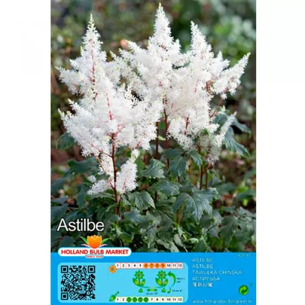 Biela astilba