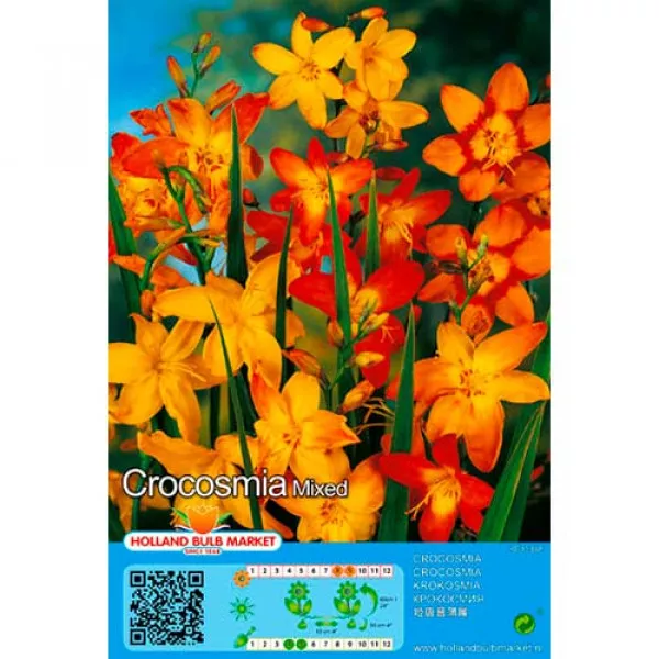 Montbrécia (Crocosmia) mix viacfarebný Montbrécia (Crocosmia) mix viacfarebný