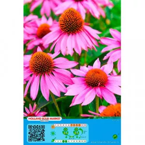Ružová echinacea