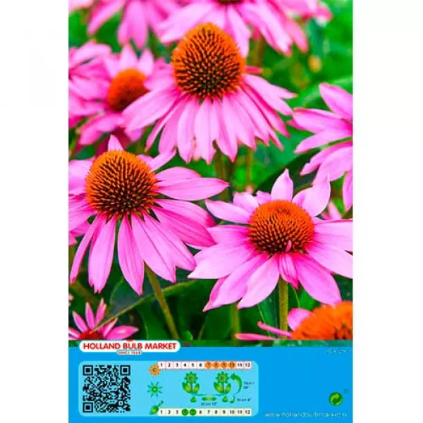 Ružová echinacea