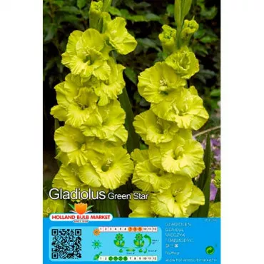 Gladioly Green Star
