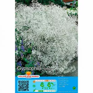 Gypsomilka (Gypsophila) biela