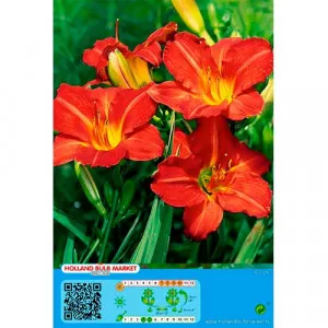 Denná ľalia (Hemerocallis) červená