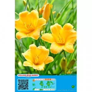 Denná ľalia (Hemerocallis) žltá