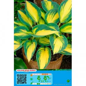 Jesenná ľalia (Hosta) Remember Me