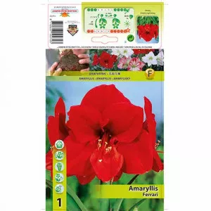 Amarylka (Amaryllis) Ferrari