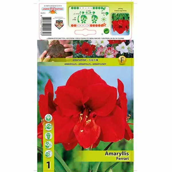 Amarylka (Amaryllis) Ferrari Amarylka (Amaryllis) Ferrari