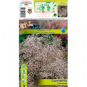 Gypsomilka (Gypsophila) Flamingo