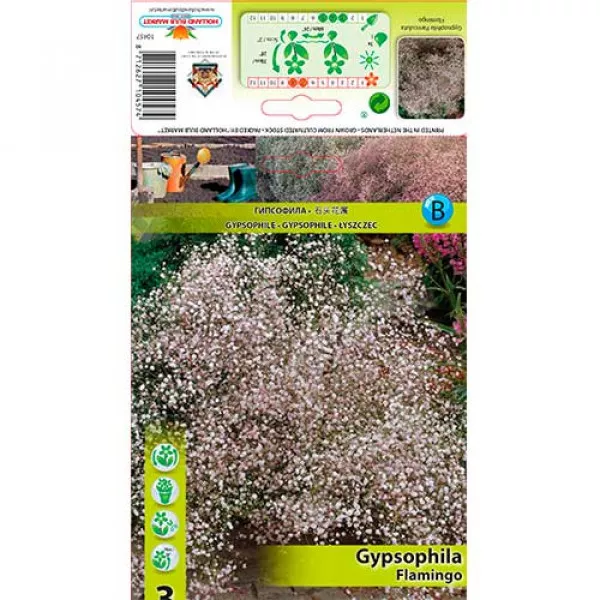 Gypsomilka (Gypsophila) Flamingo