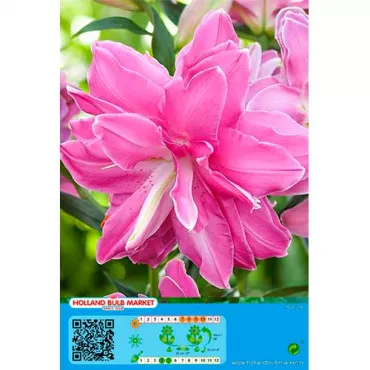 Plnokvetá orientálna ľalia Lotus Wonder