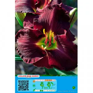 Denná ľalia (Hemerocallis) Double Black