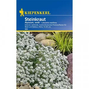 Alyssum biely