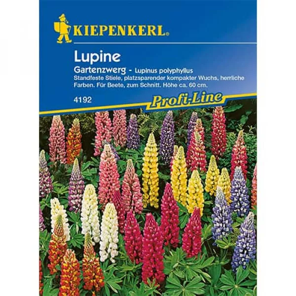 Lupina záhradný trpaslík