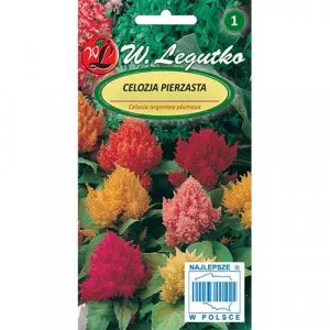 Celosia, mix viacfarebný
