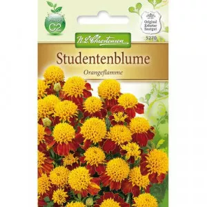 Aksamietnica Orange Flame