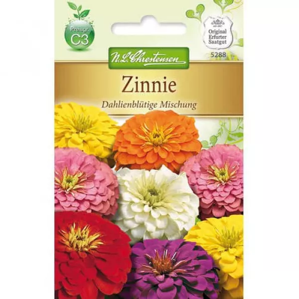 Cínia pôvabná typ dahlia, mix viacfarebný