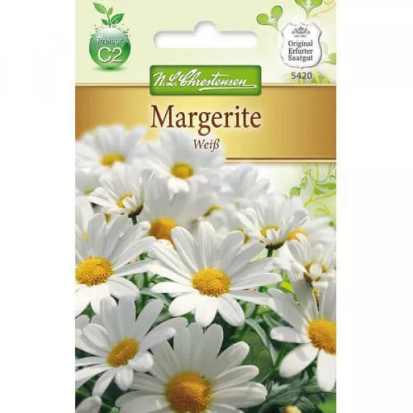 Chryzantéma White
