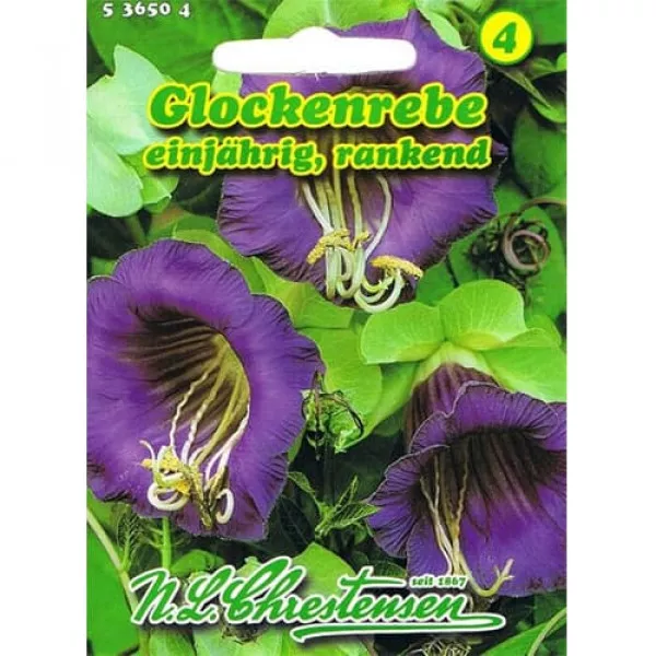 Kobea Violettblau Kobea Violettblau
