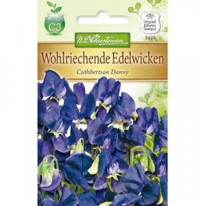 Lathyrus odoratus (Hrachor vonný) Cuthbertson Danny