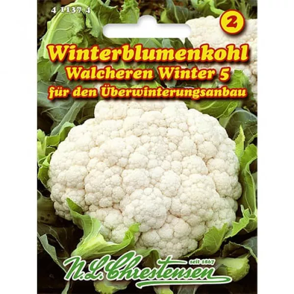 Karfiol Walcheren Winter 5 Karfiol Walcheren Winter 5