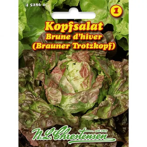 Šalát Brune d'hiver Šalát Brune d'hiver