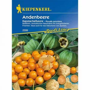 Physalis (Machovka)