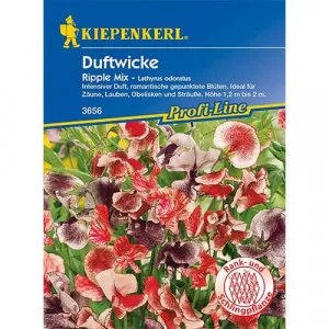 Lathyrus odoratus (Hrachor vonný) Ripple, mix farieb