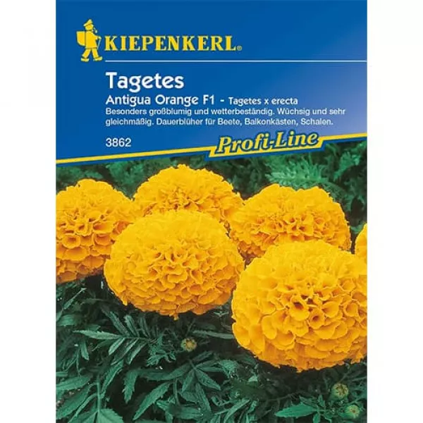 Aksamietnica Antigua Orange F1 Aksamietnica Antigua Orange F1