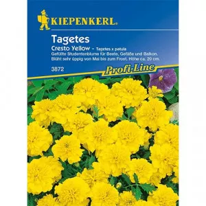 Aksamietnica Cresto Yellow
