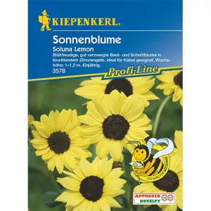 Dekoratívna slnečnica Soluna Lemon