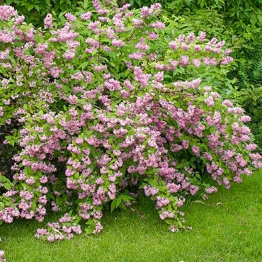 Ružový trojpuk Strawberry Fields (Deutzia hybrida)