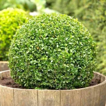 Krušpán (Buxus)