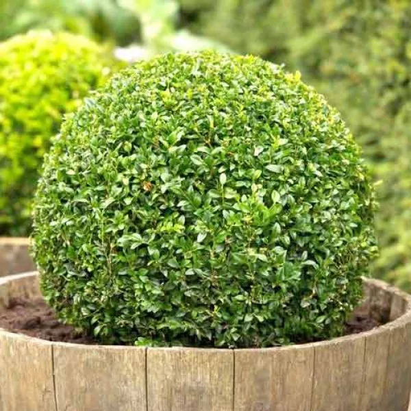 Krušpán (Buxus)