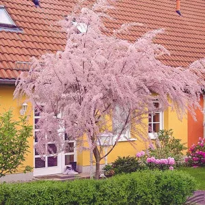 Tamariška (Tamarix parviflora)