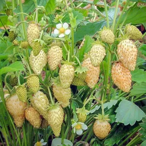 Lesné jahody Yellow Wonder  
