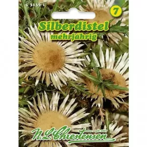 Krasovlas bezbyľový (Carlina aucaulis)