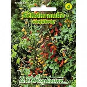 Eccremocarpus jednoročný
