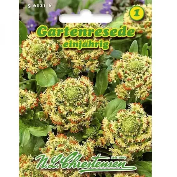 Rezeda voňavá veľkokvetá - Reseda odorata