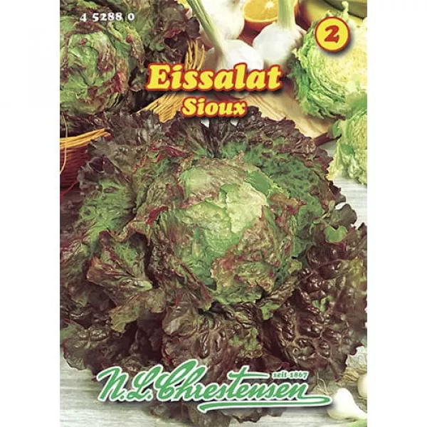 Šalát iceberg Sioux
