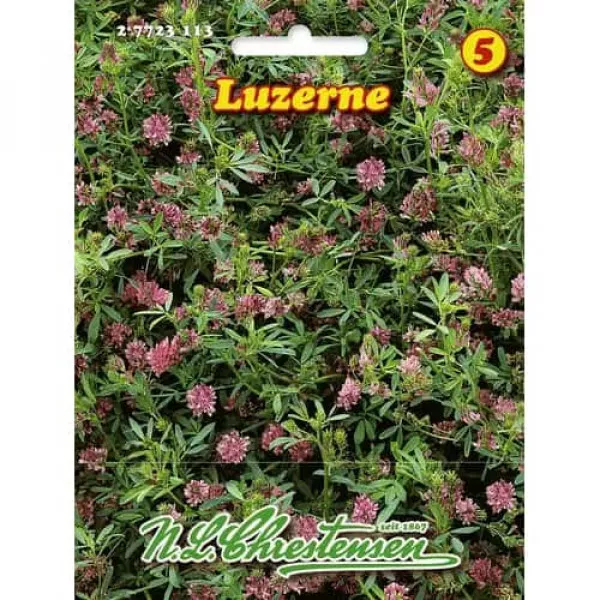 Lucerna siata Lucerna siata