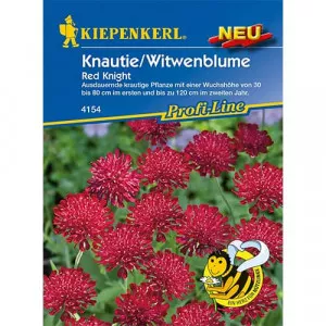 Knautia Red Knight