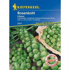 Bruselská kapusta Crispus