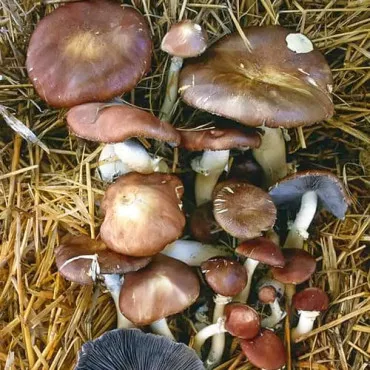 Stropharia rugosoannulata