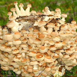 Húževnatec jedlý Shiitake